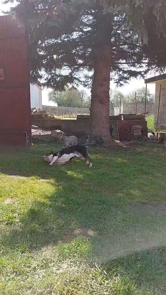 Französische Bulldoggen-Beitrag-Bild