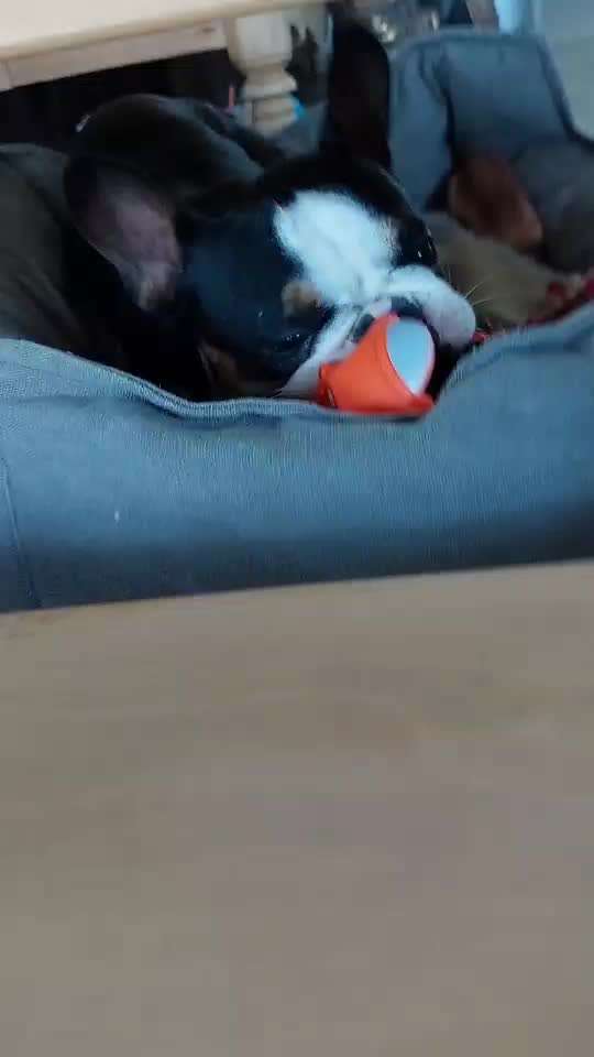 Französische Bulldoggen-Beitrag-Bild