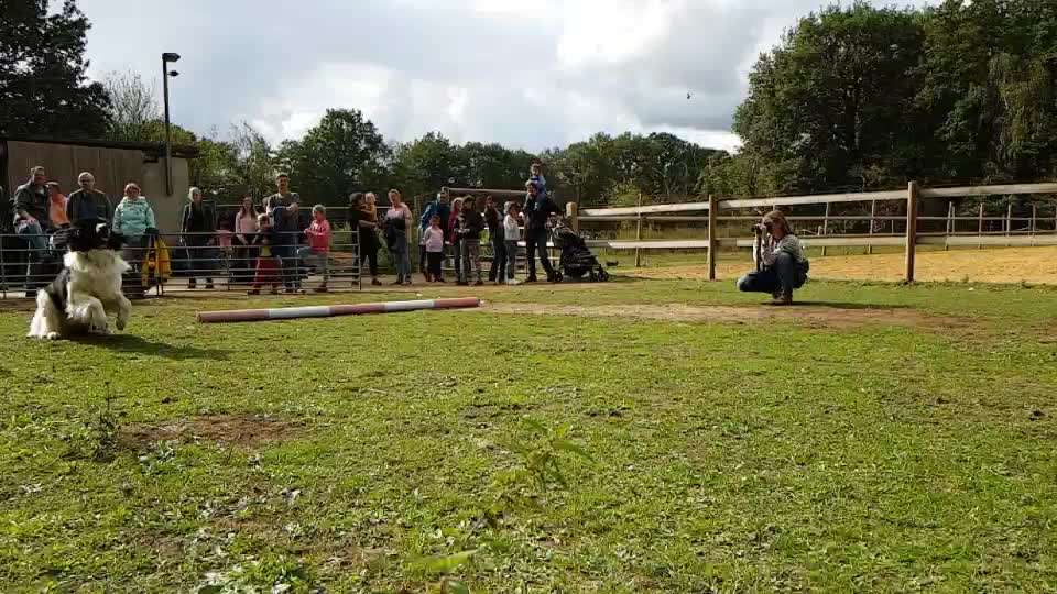 Zeigt hier Euer liebstes Video Eurer Hunde-Beitrag-Bild