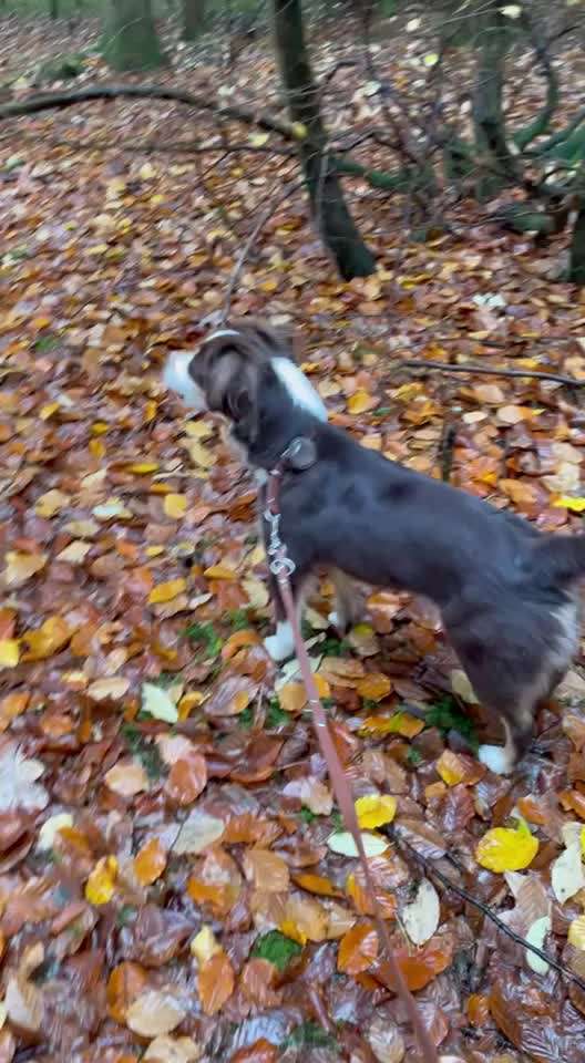 Unsere Hündin bellt nur im Wald-Beitrag-Bild