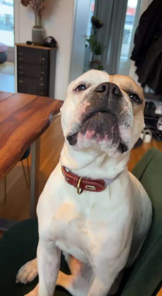 Kiefer "klappern" vor dem Gähnen-Beitrag-Bild