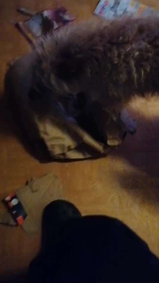 Handy Video Challenge Nr.36 Indoorbespaßung-Beitrag-Bild