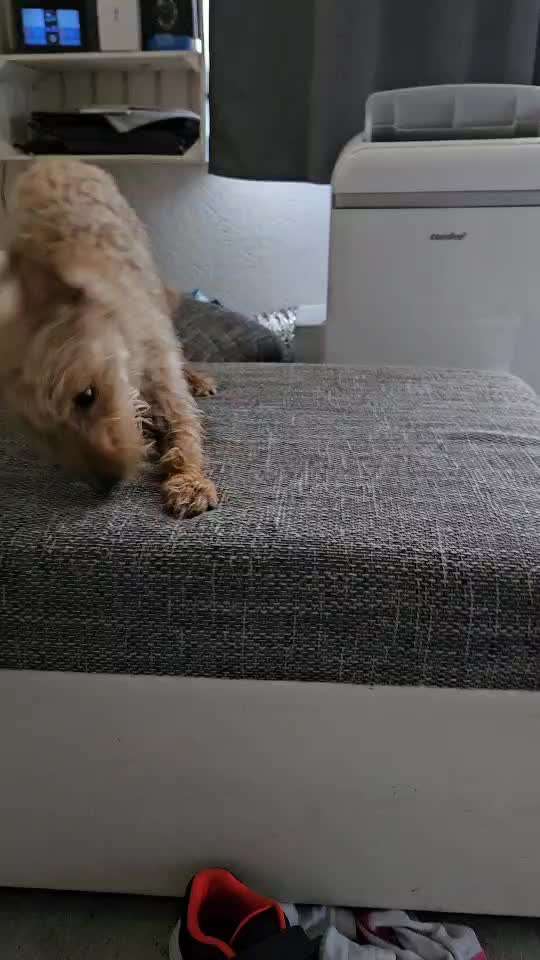 55. Video Challange: lustiges Video/Lieblingsvideo-Beitrag-Bild