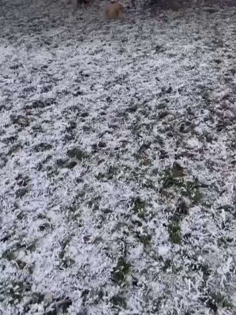 Video Challenge Nr. 12
Ein glücklicher Hund-Beitrag-Bild