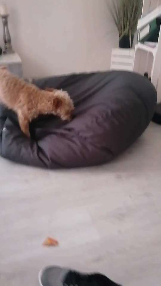 Handy Video Challenge Nr. 39- Bellen u.s.w.-Beitrag-Bild