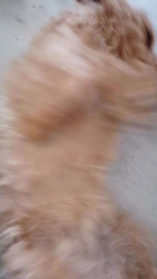 Video-Challenge Nr. 10
Der umsorgte Hund-Beitrag-Bild