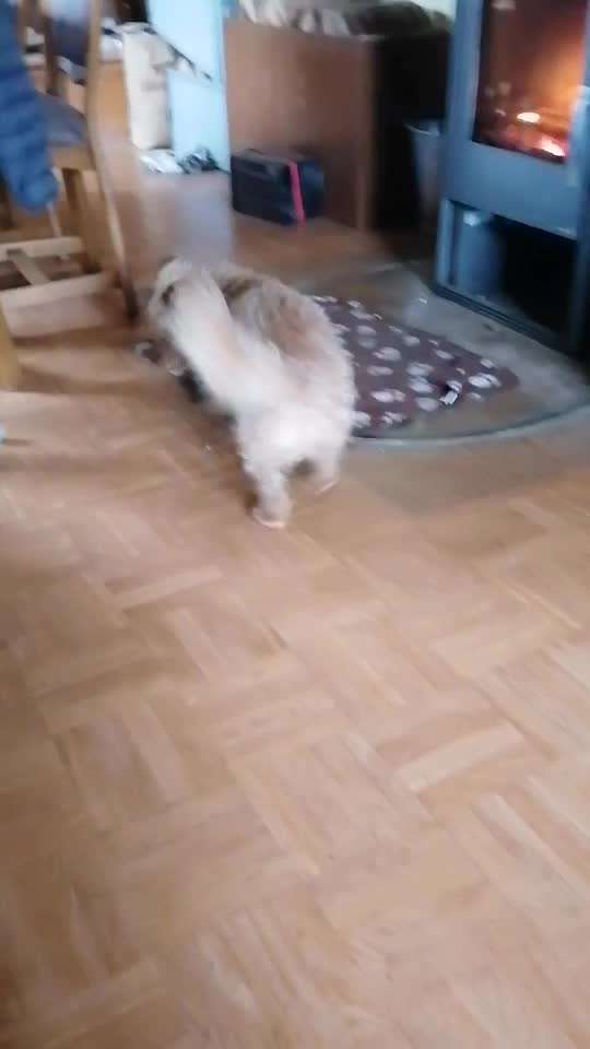 Video-Challange Nr. 9
Der unsinnige Hund-Beitrag-Bild