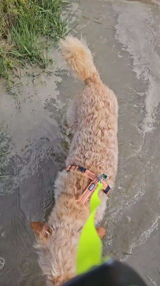 50. Video Challenge - Wasserscheu oder nicht-Beitrag-Bild