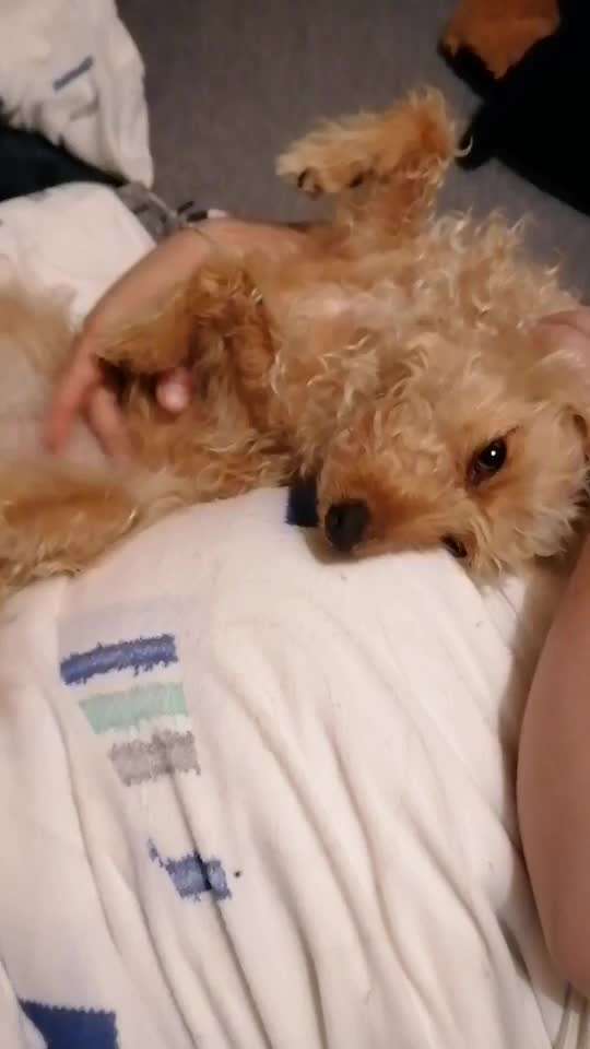 40. Handy Video Challenge - Im Land der Träume-Beitrag-Bild