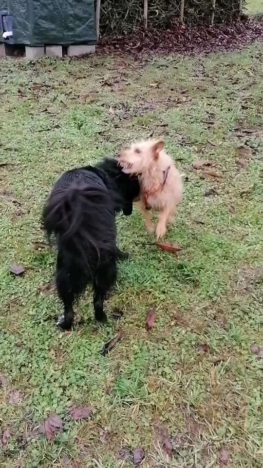 Handyvideochallenge Nr. 26 Gross und Klein-Beitrag-Bild