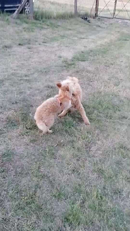 18. Video-Challenge "David gegen Goliath"-Beitrag-Bild