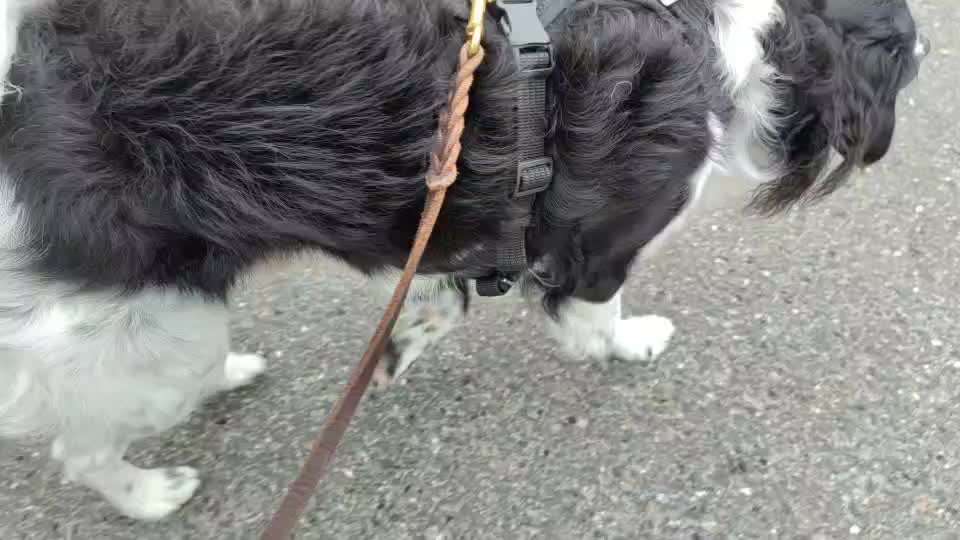 Wie sitzt mein Geschirr?-Beitrag-Bild