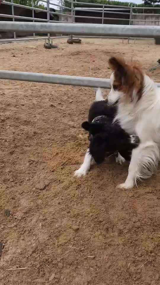 Analyse & Interpretation von Verhalten-Beitrag-Bild