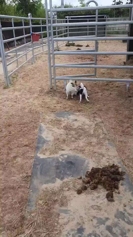 Analyse & Interpretation von Verhalten-Beitrag-Bild