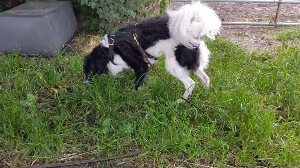 Wie sitzt mein Geschirr?-Beitrag-Bild