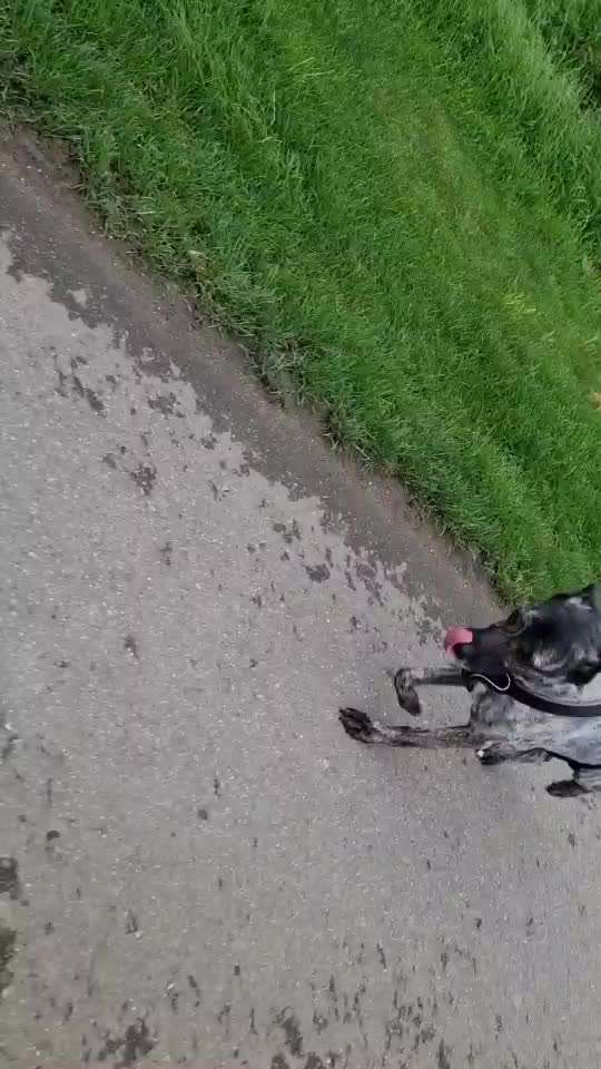 Radfahren mit Hund-Beitrag-Bild