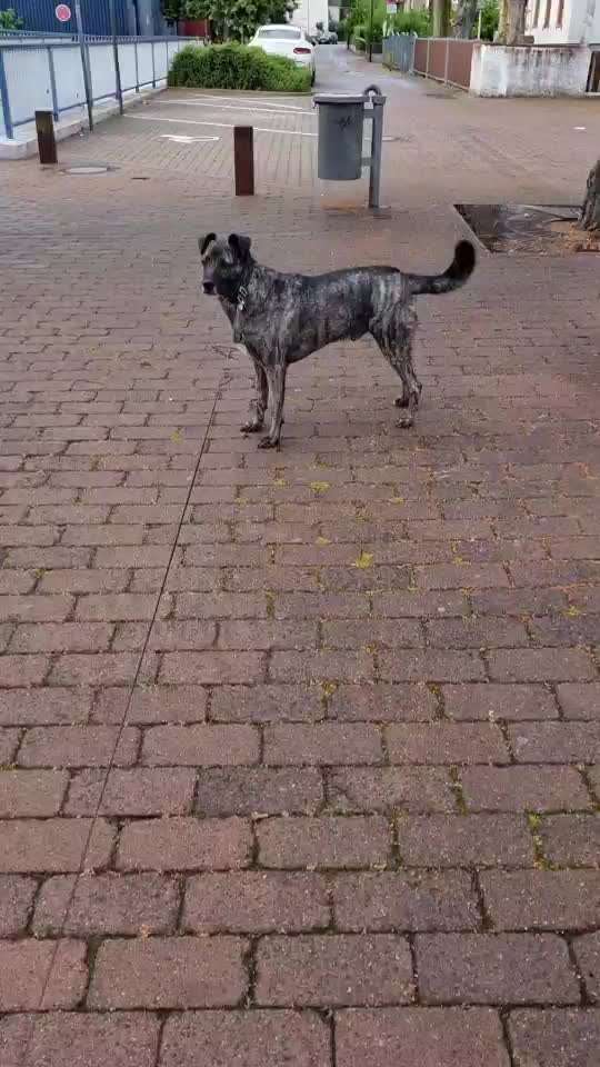 Herdenschutzhund-Beitrag-Bild