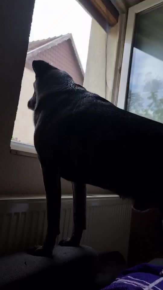 Herdenschutzhund-Beitrag-Bild