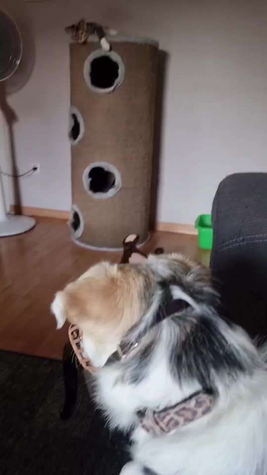 Herdenschutzhunde und Herdi-Mixe-Beitrag-Bild