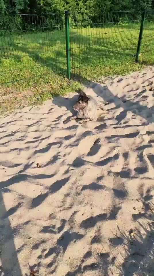 Herdenschutzhunde und Herdi-Mixe-Beitrag-Bild