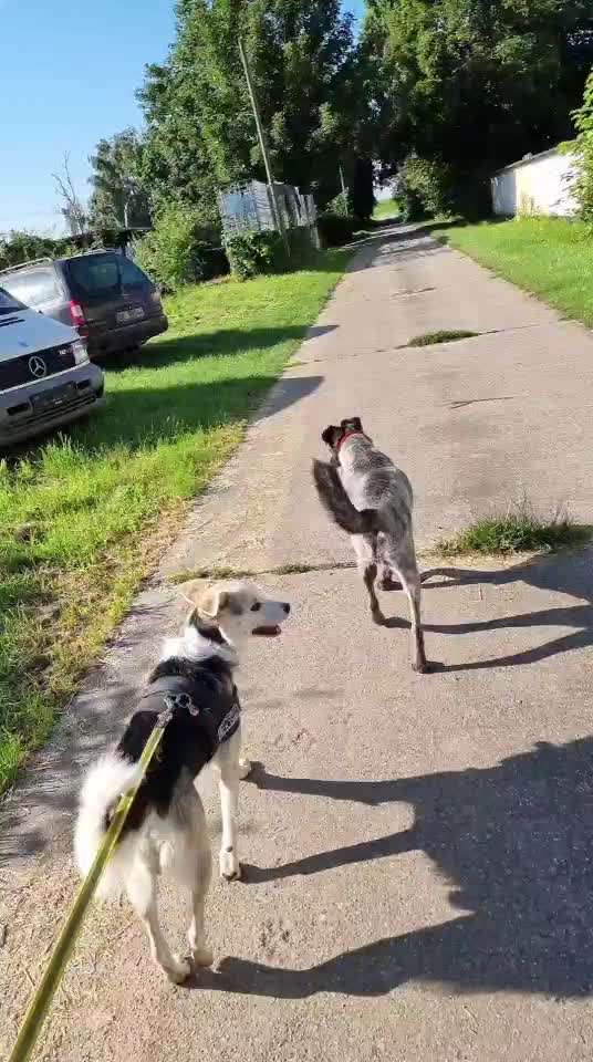 Cesar Milan - Pro und Contra-Beitrag-Bild