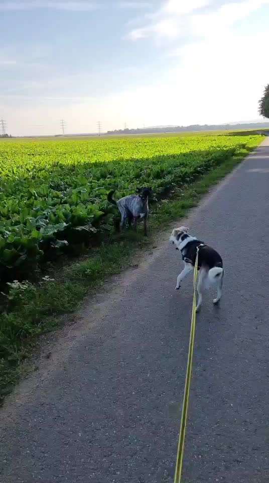 Herdenschutzhunde und Herdi-Mixe-Beitrag-Bild