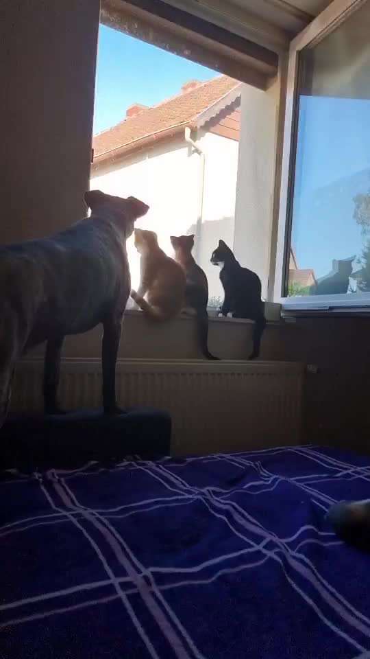 Hund und Katz Momente-Beitrag-Bild