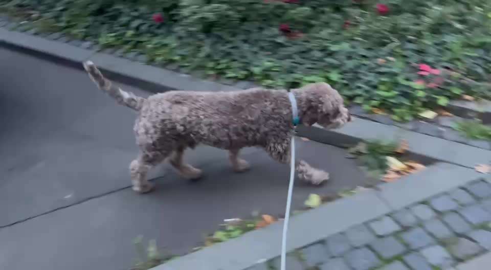 Gangbild/-analyse-Beitrag-Bild