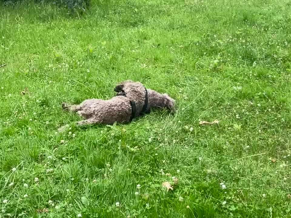 Geschichten, die das Leben schrieb. Hunde mit Handicap-Beitrag-Bild