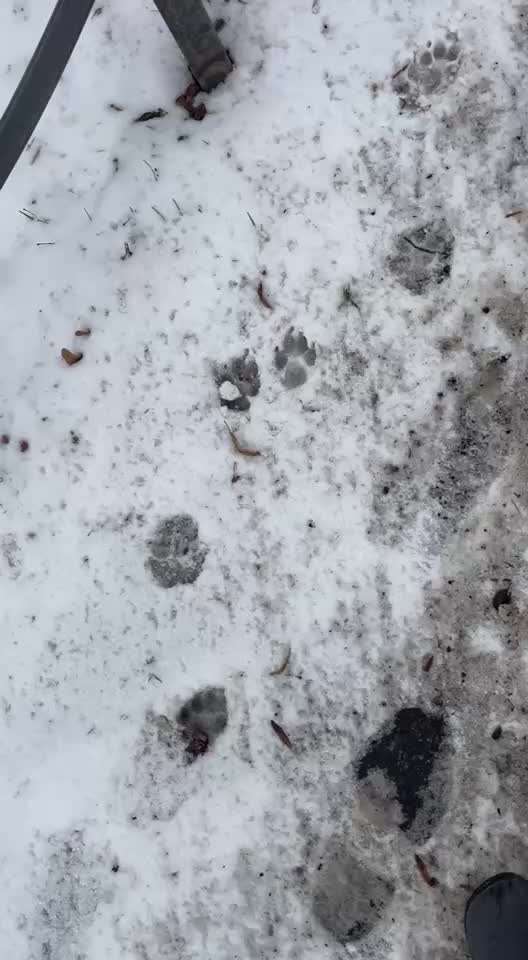 Gangbild/-analyse-Beitrag-Bild