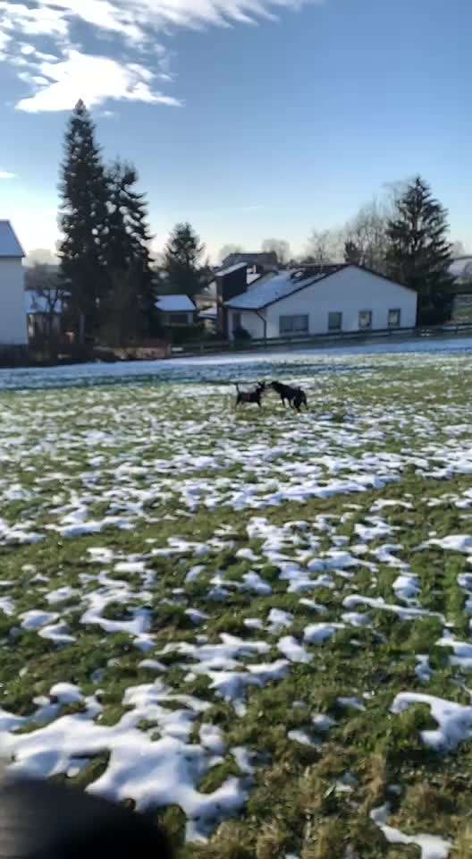 Bester Freund, Hundekumpel - zeigt her!-Beitrag-Bild