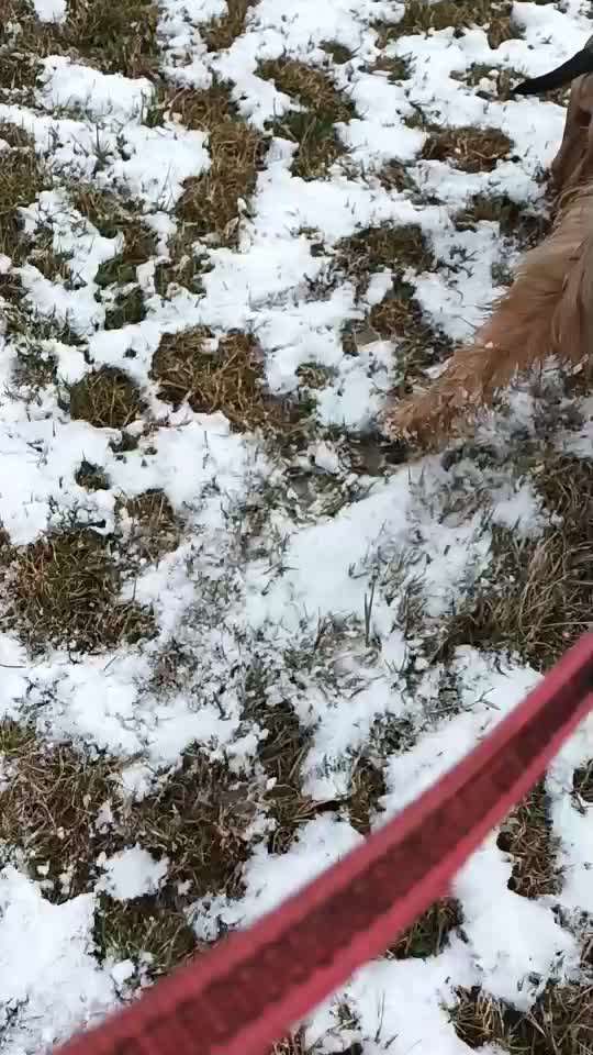 Zeigt hier Euer liebstes Video Eurer Hunde-Beitrag-Bild