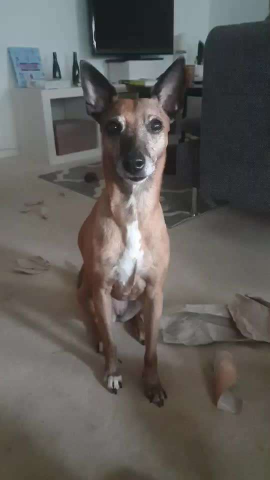 Beschäfitigung in der Wohnung-Beitrag-Bild