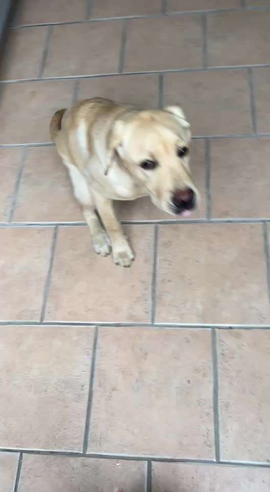 Erste Läufigkeit-Beitrag-Bild