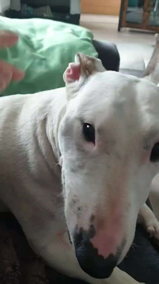 Hund klappert mit den zähnen-Beitrag-Bild