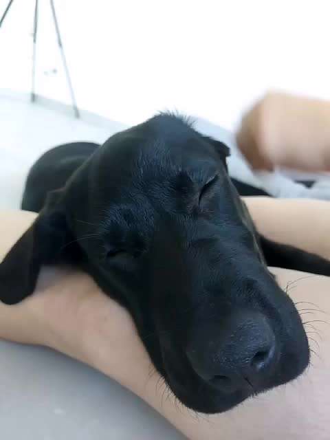 Labradorfans-Beitrag-Bild