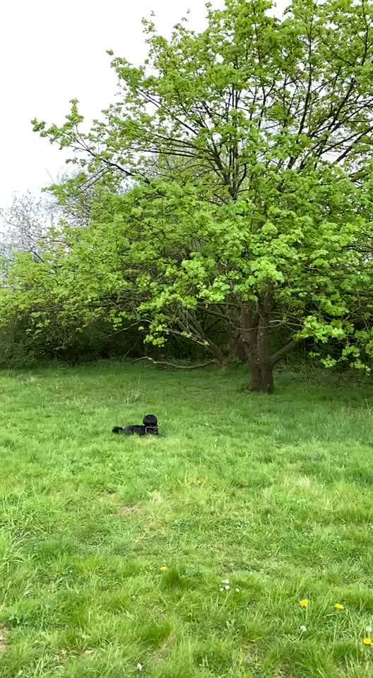 Die Dogorama Monats Challenge "Es grünt und blüht"-Beitrag-Bild