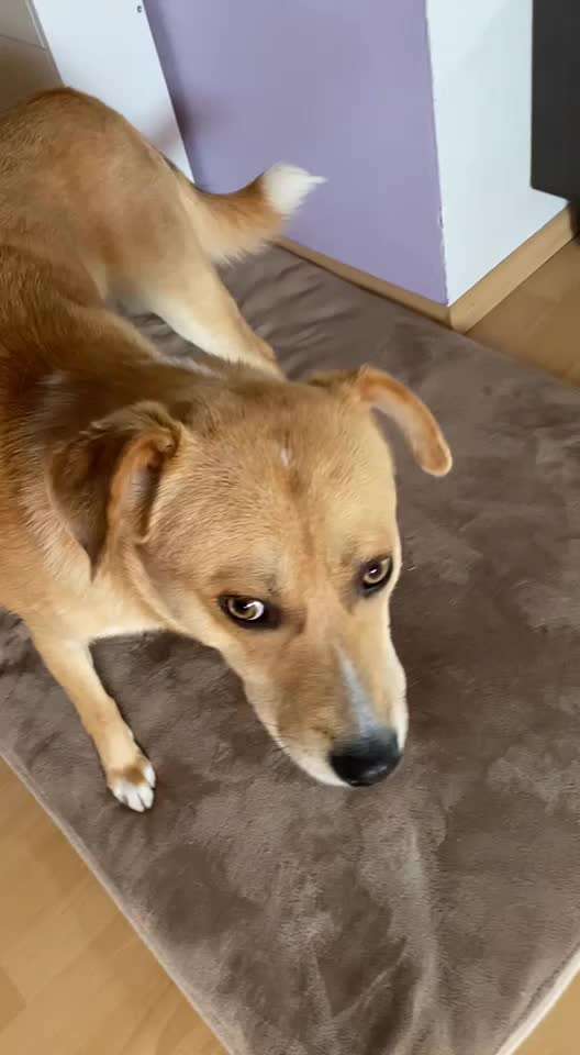 Ist das Rückwärtsniesen..-Beitrag-Bild