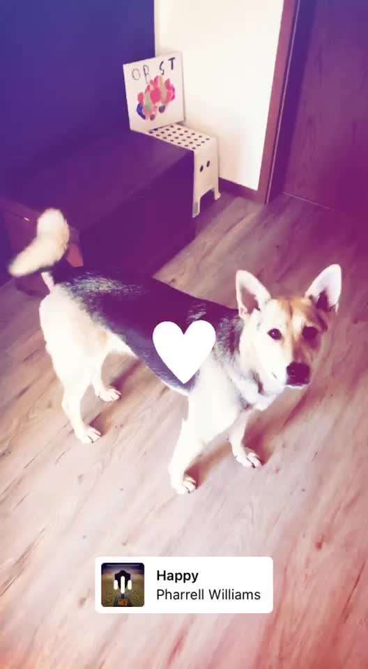 Deutsche Schäferhunde, Belgische Schäferhunde.-Beitrag-Bild