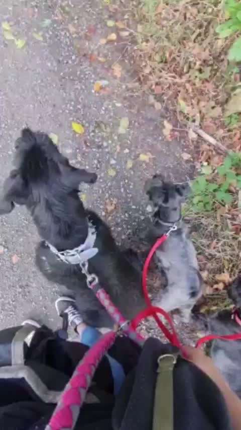 Leinenaggression-Beitrag-Bild