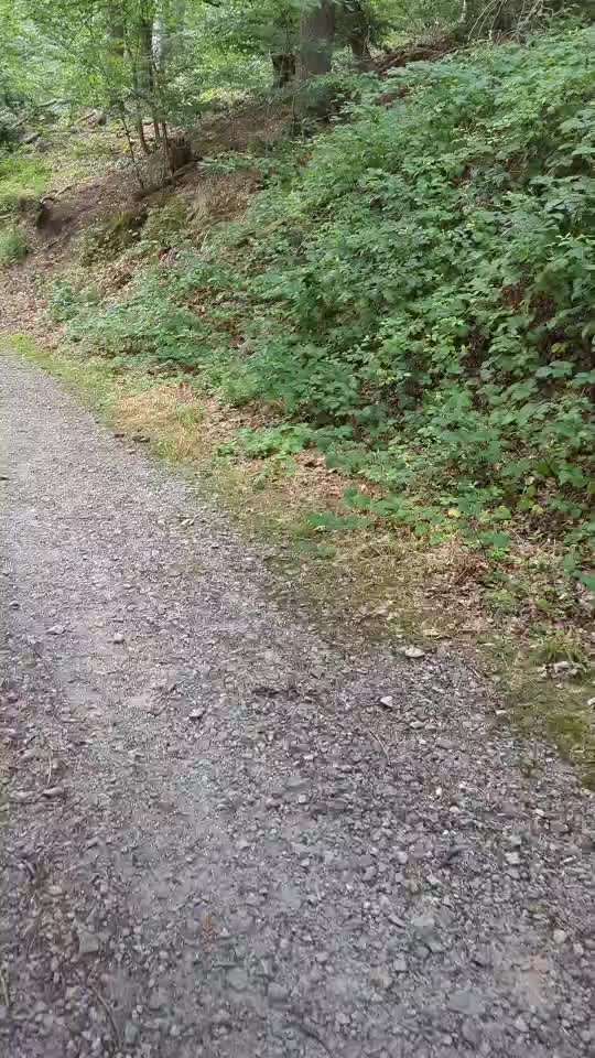 Leinenpflicht während Brut und Setzzeit-Beitrag-Bild