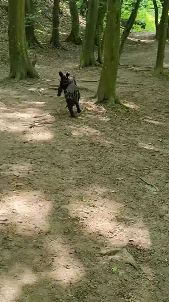 Zwergschnauzer gesucht-Beitrag-Bild