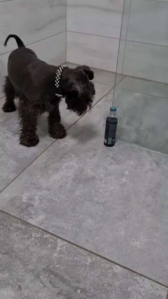 Zwergschnauzer gesucht-Beitrag-Bild