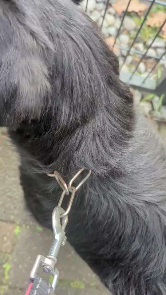 Wie oft Gassi?-Beitrag-Bild