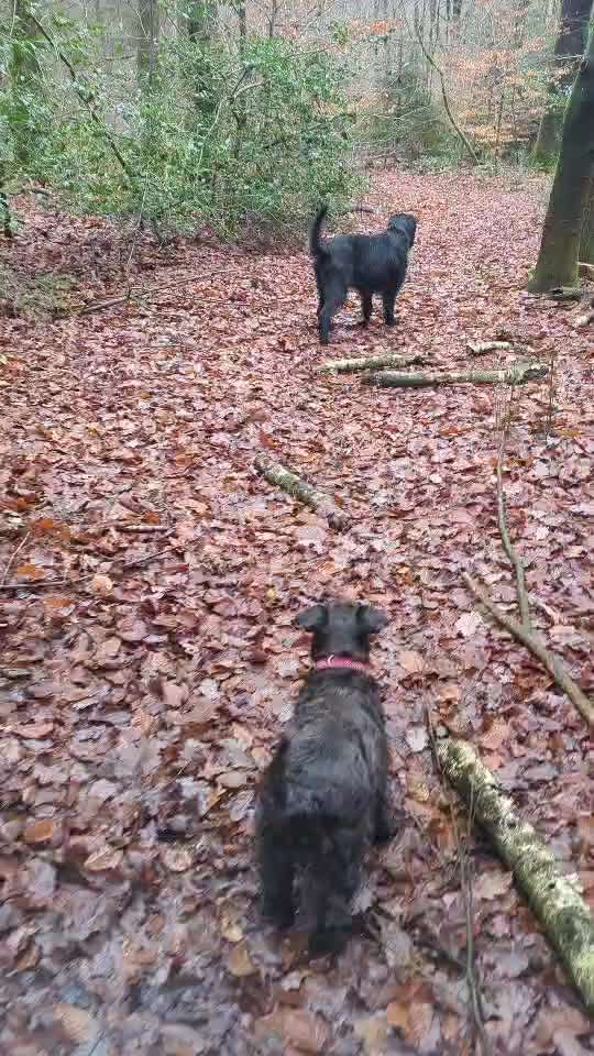 Intrinsische Motivation - Leinenführigkeit?-Beitrag-Bild