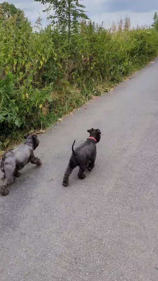 15. Impulskontrolle Challenge: Hinten-Beitrag-Bild