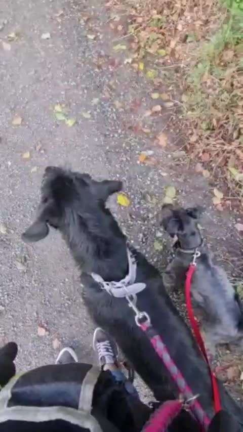 Hund springt alle an und beißt-Beitrag-Bild