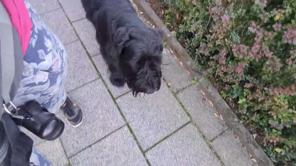 Freilauf- Training oder "Glück"?-Beitrag-Bild