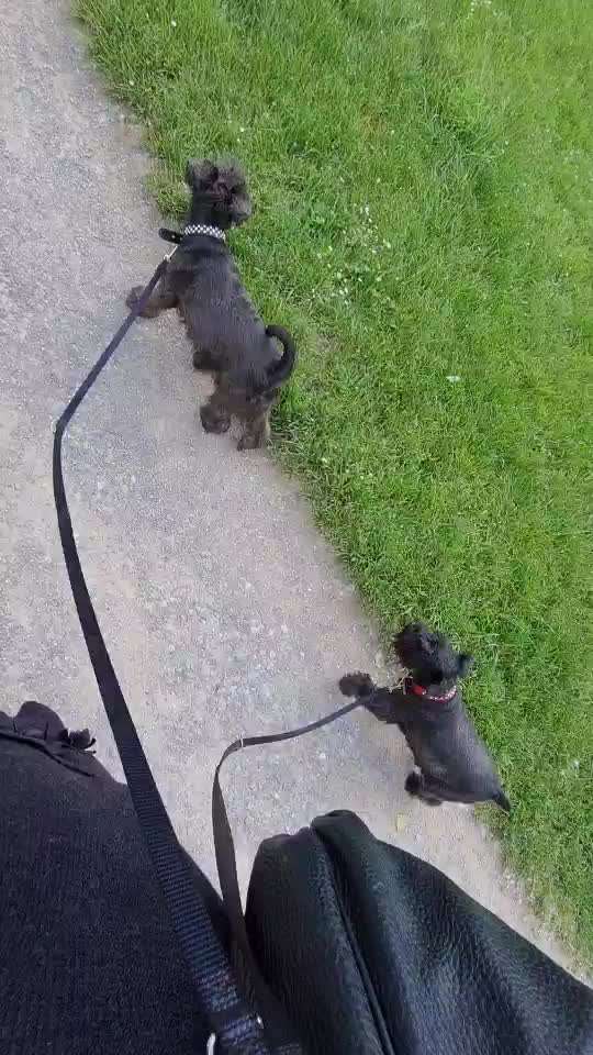 Zwergschnauzer gesucht-Beitrag-Bild