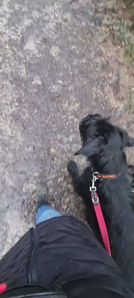 Leinenaggression-Beitrag-Bild